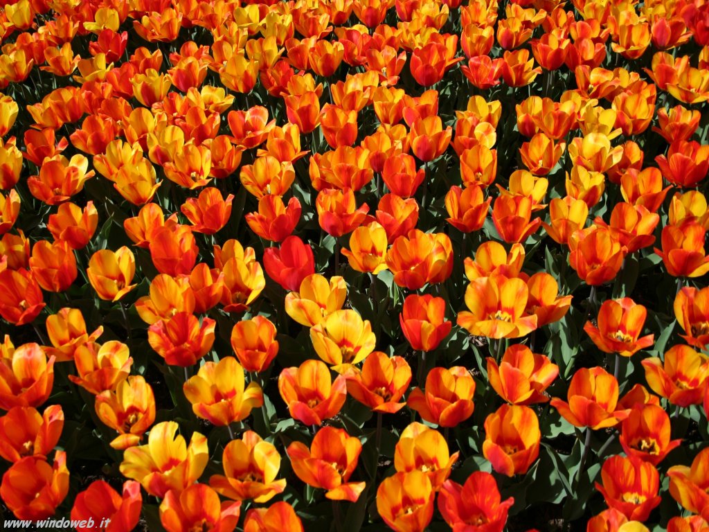 tulipani-rossi-foto_fiori_2016